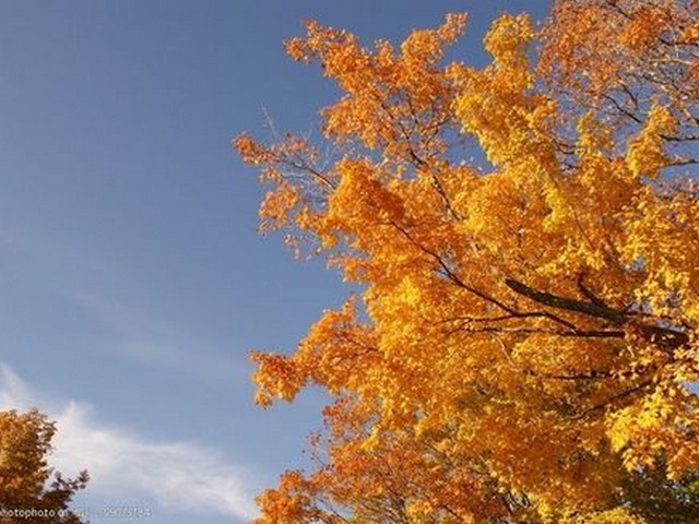 发圈简单句子,秋天的诗歌背景