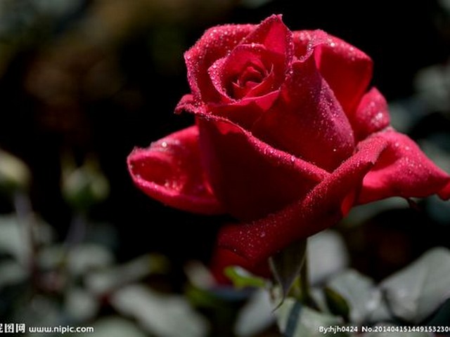 赞美玫瑰的诗句和名言,玫瑰花的赞美词有哪些