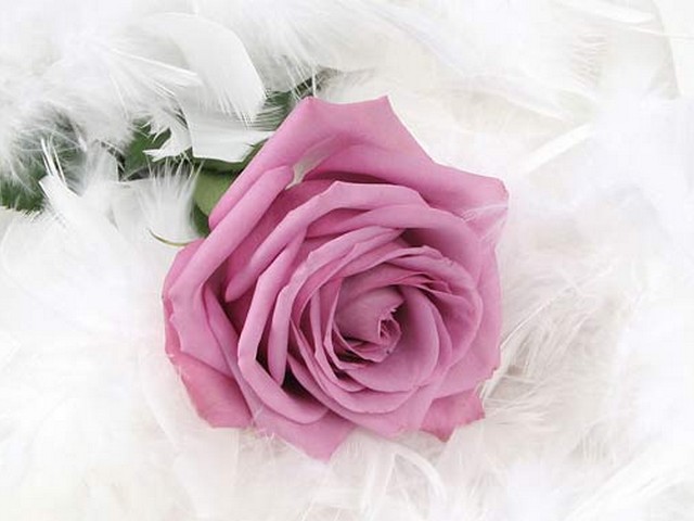 关于花的唯美句子,赞美玫瑰花的优美词语