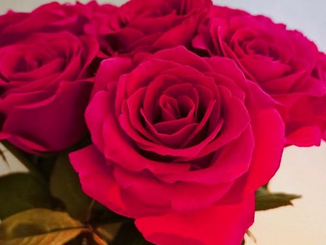 玫瑰花的赞美词有哪些