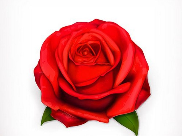 如何形容玫瑰花,人生就像玫瑰花的说说